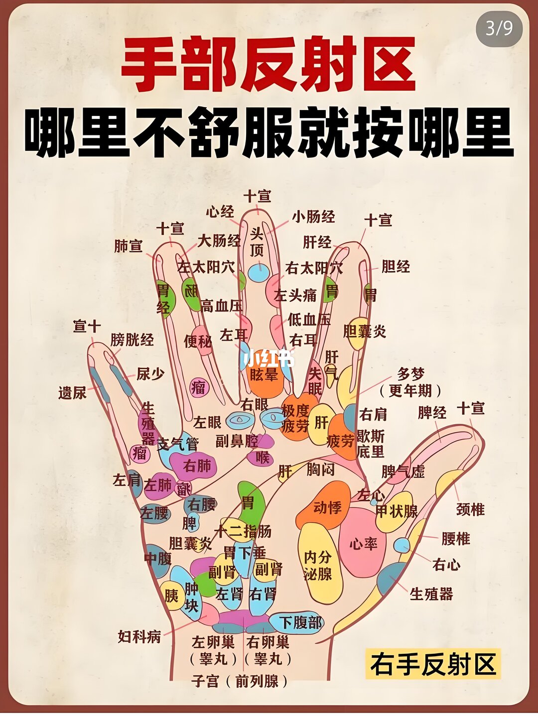 左手 · 手背 hand model photo