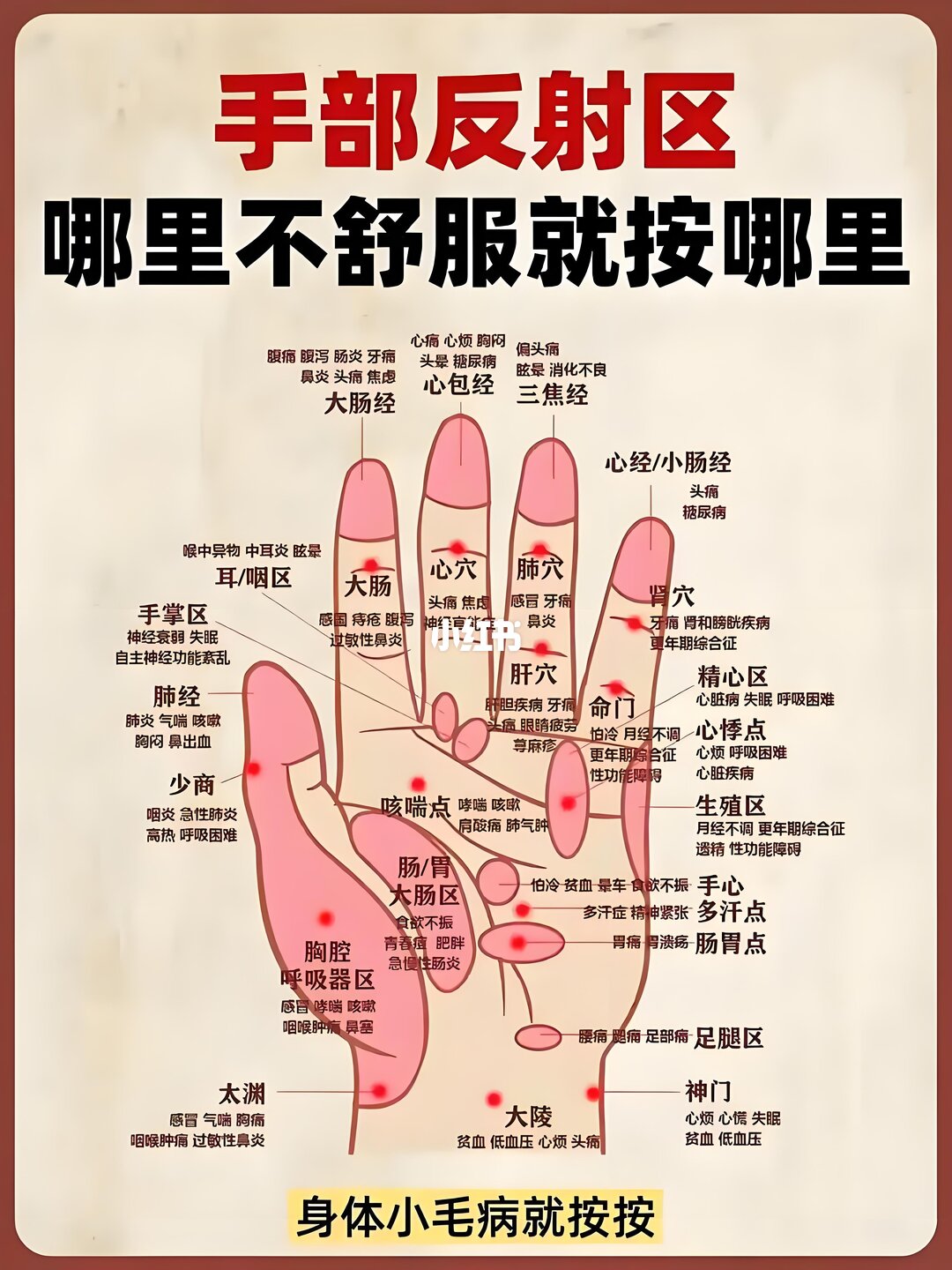 右手 · 手背 hand model photo